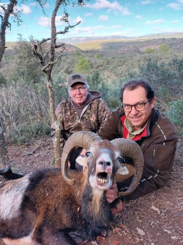 Iberian-Mouflon-Sheep-Don