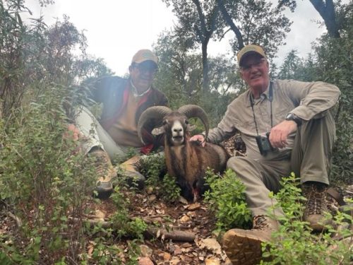 Iberian-Mouflon-Sheep-Greg-Yoder