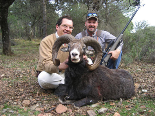 mouflon07