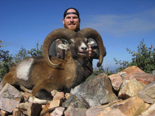 mouflon08