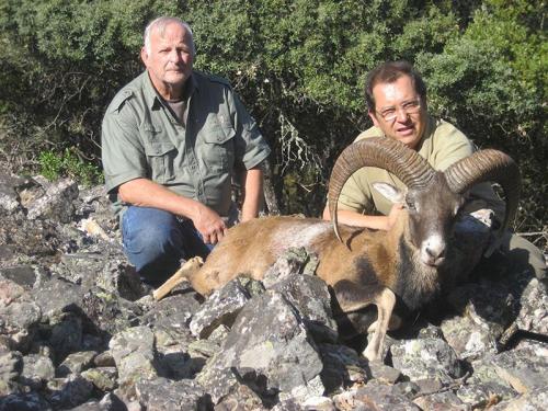 mouflon14