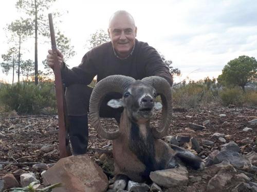 mouflon16