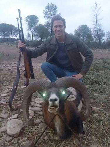 mouflon19