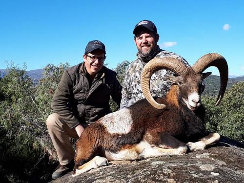 mouflon22