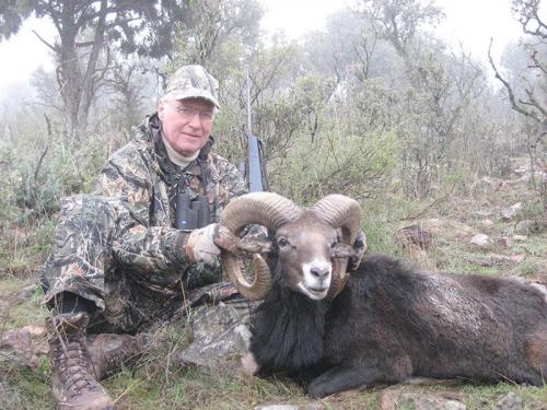 mouflon29