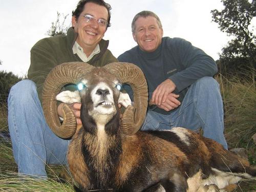 mouflon32