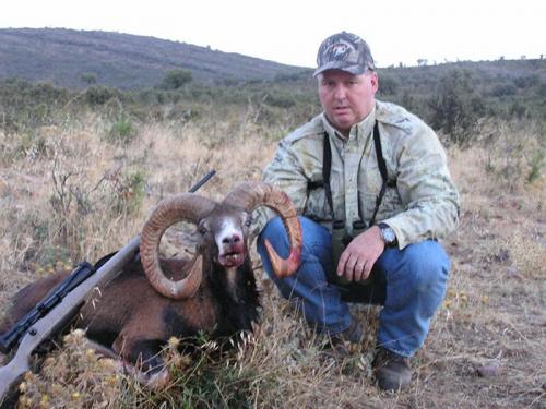 mouflon35