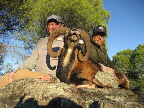 mouflon50
