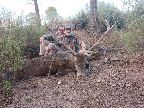 Lester-Iberian-Red-Deer